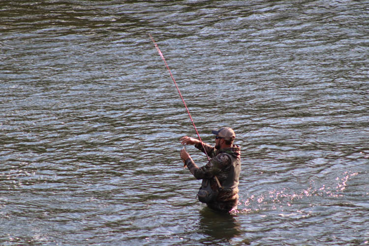 trout fishing on the elk